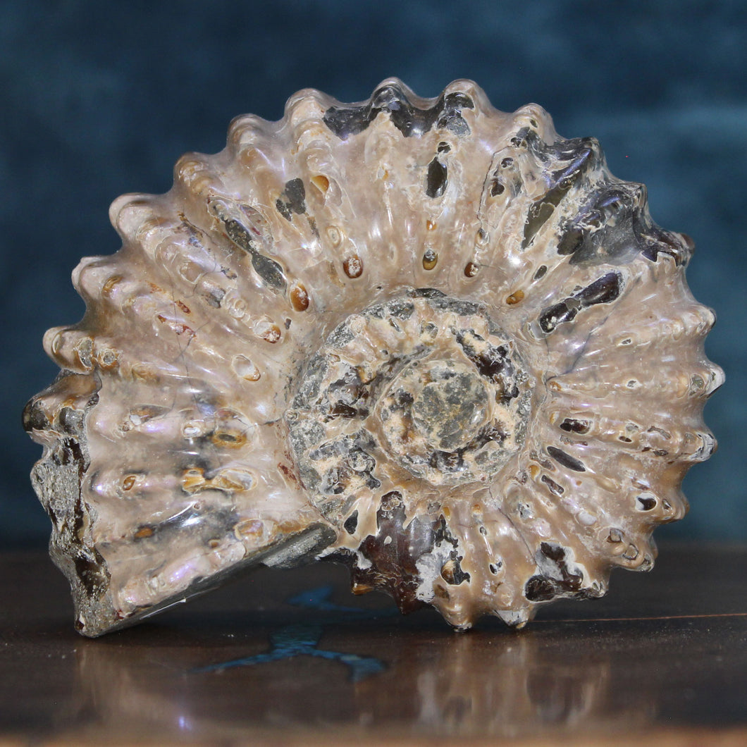 Douvilleiceras Tractor Ammonite - Off White Shell