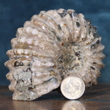 Load image into Gallery viewer, Douvilleiceras Tractor Ammonite - Off White Shell
