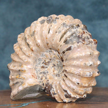 Load image into Gallery viewer, Douvilleiceras Tractor Ammonite - Off White Shell
