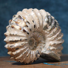 Load image into Gallery viewer, Douvilleiceras Tractor Ammonite - Off White Shell
