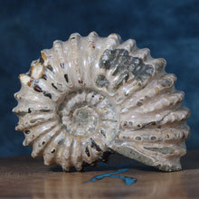 Load image into Gallery viewer, Douvilleiceras Tractor Ammonite - Off White Shell
