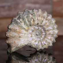 Load image into Gallery viewer, Douvilleiceras Tractor Ammonite Purple Flashes
