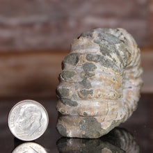 Load image into Gallery viewer, Fossilized shell next to a dime for scale on a reflective surface
