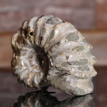 Load image into Gallery viewer, Douvilleiceras Tractor Ammonite Purple Flashes
