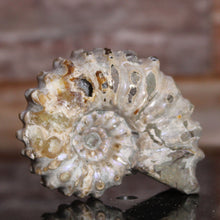 Load image into Gallery viewer, Douvilleiceras Tractor Ammonite Purple Flashes
