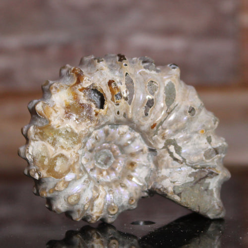 Douvilleiceras Tractor Ammonite Purple Flashes