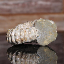 Load image into Gallery viewer, Douvilleiceras Tractor Ammonite Purple Flashes on its side

