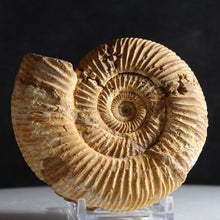 Load image into Gallery viewer, White Perisphinctes Ammonite - Well Defined
