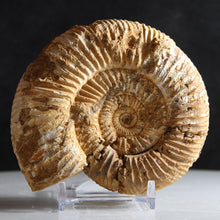 Load image into Gallery viewer, White Perisphinctes Ammonite - Well Defined
