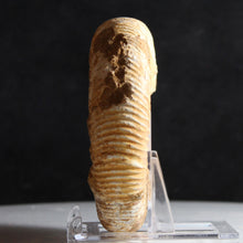 Load image into Gallery viewer, White Perisphinctes Ammonite - Well Defined

