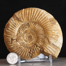 Load image into Gallery viewer, White Perisphinctes Ammonite - Well Defined
