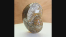 Load and play video in Gallery viewer, Nautilus Fossil Fish - Madagascar Original

