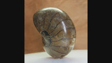 Load and play video in Gallery viewer, Fossil Nautilus - Madagascar 112 MYA
