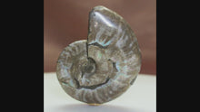 Load and play video in Gallery viewer, Ammonite Fossil Fish - Green &amp; Blue Flashes
