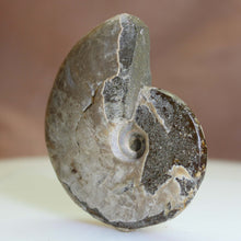 Load image into Gallery viewer, Ammonite Fossil Fish - Green &amp; Blue Flashes.
