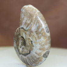 Load image into Gallery viewer, Ammonite Fossil Fish - Green &amp; Blue Flashes.
