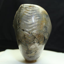 Load image into Gallery viewer, Fossil Nautilus - Cretaceous Period - Desert Buckeye Gallery
