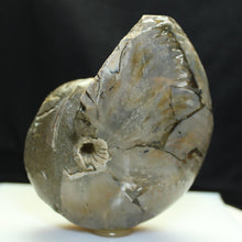 Load image into Gallery viewer, Fossil Nautilus - Cretaceous Period - Desert Buckeye Gallery
