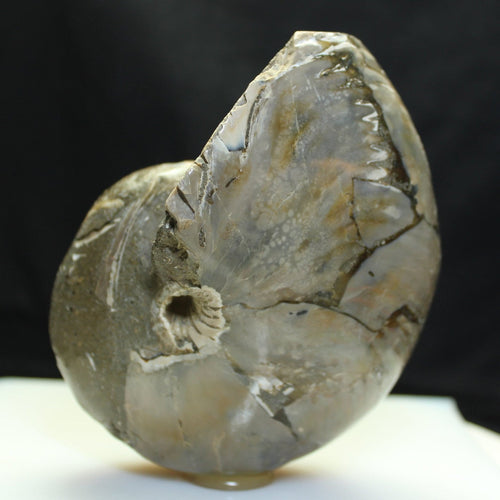 Fossil Nautilus - Cretaceous Period - Desert Buckeye Gallery