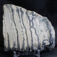 Load image into Gallery viewer, Mammoth Fossil Tooth Florida - Desert Buckeye Gallery
