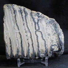 Load image into Gallery viewer, Mammoth Fossil Tooth Florida - Desert Buckeye Gallery
