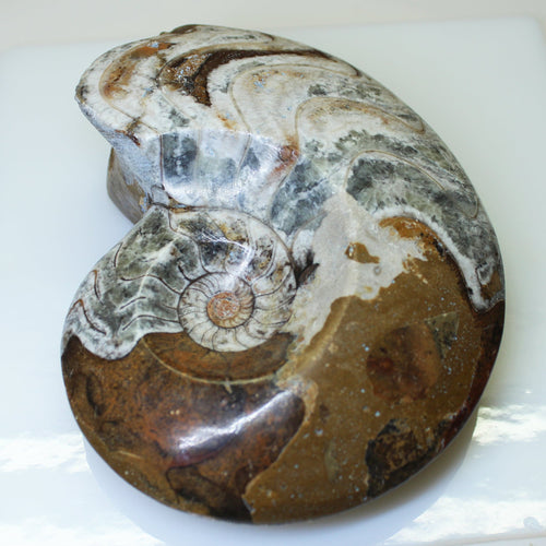 Morocco Ammonite - Devonian Period.