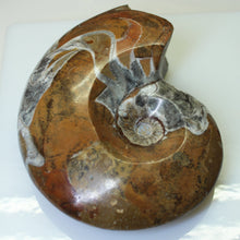 Load image into Gallery viewer, Morocco Ammonite - Devonian Period.
