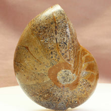 Load image into Gallery viewer, Madagascar Fossil Nautilus - 112 MYO.
