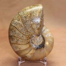 Load image into Gallery viewer, Nautilus Animal Fossil - Madagascar Africa.
