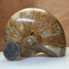 Load image into Gallery viewer, Fossil Nautilus Fish - 112 Million Years.

