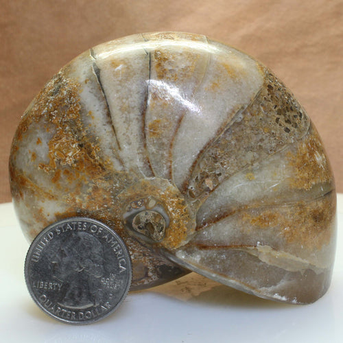 Fossil Nautilus Ammonite - 112 MYO Madagascar.