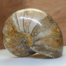 Load image into Gallery viewer, Fossil Nautilus Ammonite - 112 MYO Madagascar.
