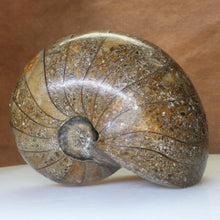 Load image into Gallery viewer, Nautilus Fossil Fish - Madagascar Original.
