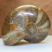 Load image into Gallery viewer, Nautilus Fossil Fish - Madagascar Original.
