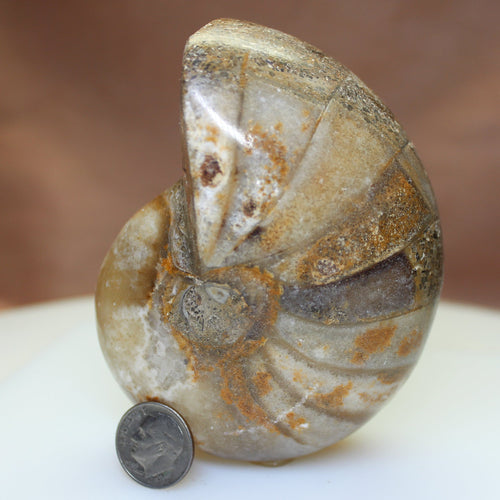 Fossilized Nautilus - Morocco Origin.