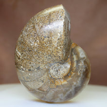 Load image into Gallery viewer, Fossilized Nautilus - Morocco Origin.
