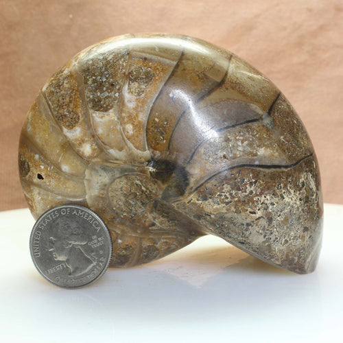 Fossil Nautilus - Madagascar 112 MYA.