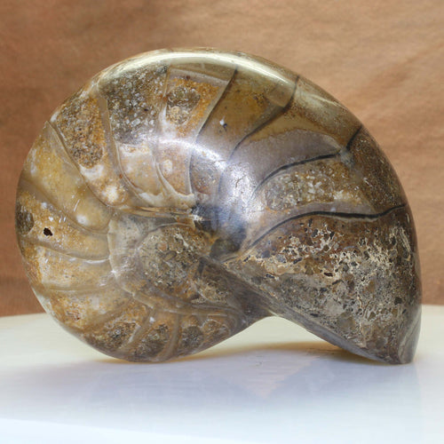 Fossil Nautilus - Madagascar 112 MYA.