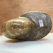 Load image into Gallery viewer, Fossil Nautilus - Madagascar 112 MYA.
