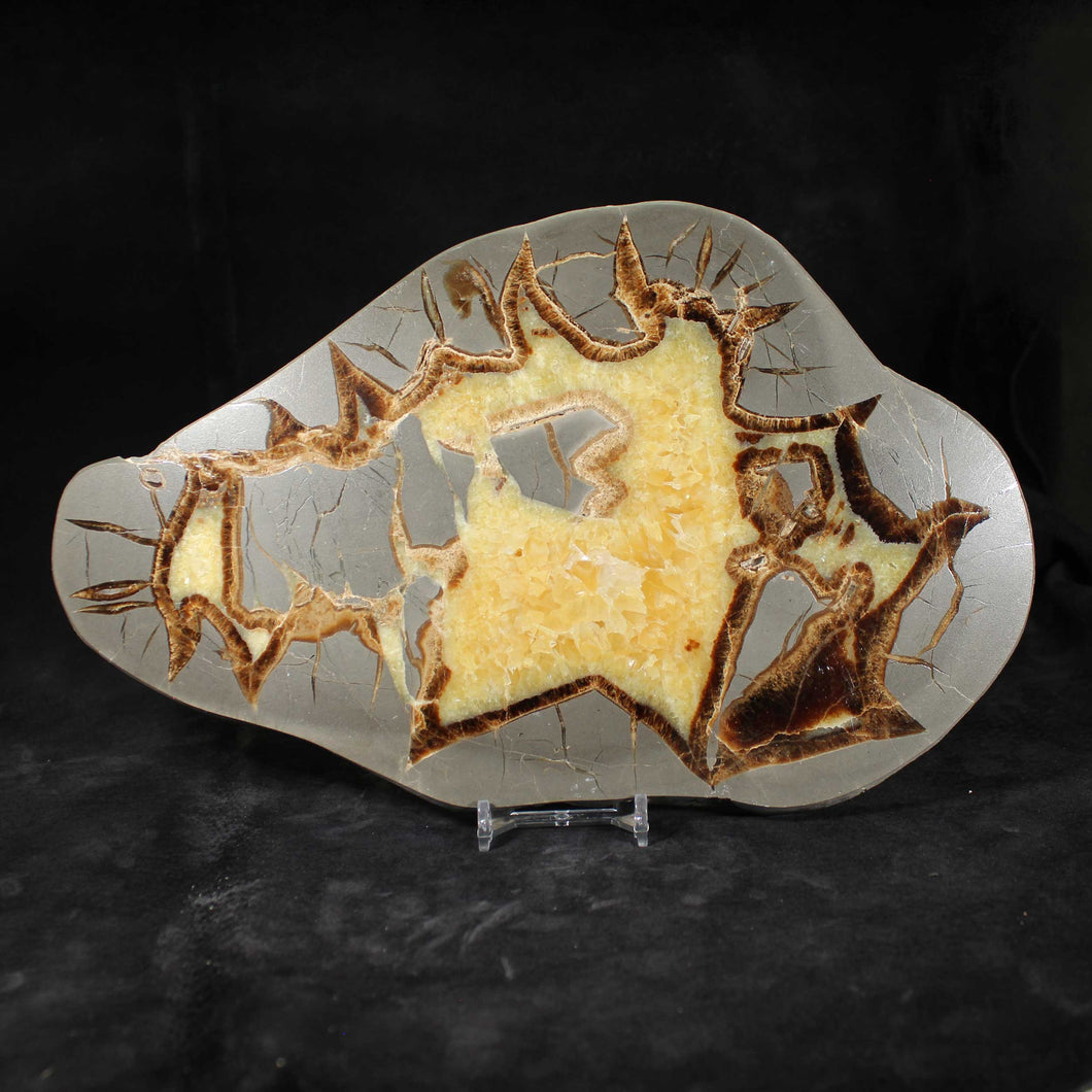 Septarian Dragon Stone Large Geode Cross Section