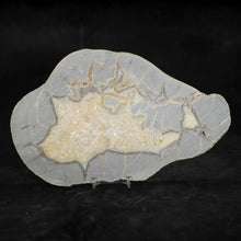 Load image into Gallery viewer, Septarian Dragon Stone Large Geode Cross Section
